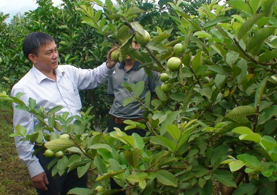 2 units provide clean guavas for VinEco